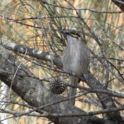 Caligavis chrysops (Yellow-faced Honeyeater) at Watson, ACT - 18 Sep 2022 by SteveBorkowskis