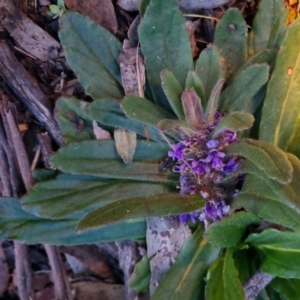 Ajuga australis at Bungendore, NSW - 17 Sep 2022