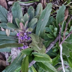 Ajuga australis at Bungendore, NSW - 17 Sep 2022