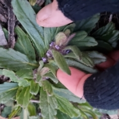 Ajuga australis at Bungendore, NSW - 17 Sep 2022