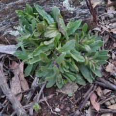 Ajuga australis at Bungendore, NSW - 17 Sep 2022