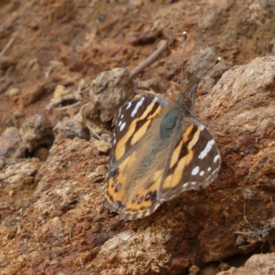 Vanessa kershawi (Australian Painted Lady) at Watson, ACT - 18 Sep 2022 by SteveBorkowskis