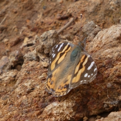 Vanessa kershawi (Australian Painted Lady) at Watson, ACT - 18 Sep 2022 by Steve_Bok