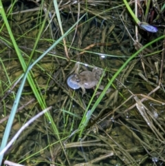 Crinia sloanei (Sloane's Froglet) at Albury - 19 Sep 2022 by ChrisAllen