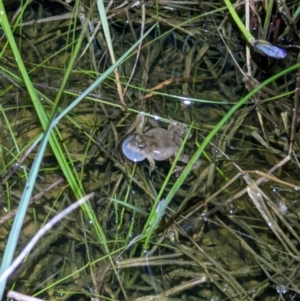 Crinia sloanei at Thurgoona, NSW - 19 Sep 2022 07:38 PM