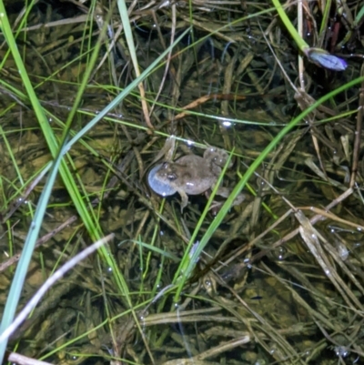 Crinia sloanei (Sloane's Froglet) at Thurgoona, NSW - 19 Sep 2022 by ChrisAllen