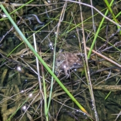 Crinia sloanei at Thurgoona, NSW - 19 Sep 2022 07:38 PM