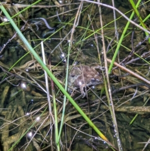 Crinia sloanei at Thurgoona, NSW - 19 Sep 2022 07:38 PM