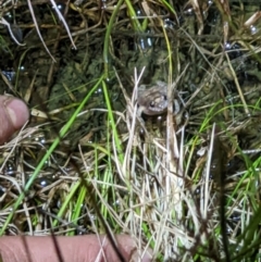 Crinia sloanei at Thurgoona, NSW - 19 Sep 2022 07:38 PM