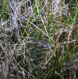 Crinia sloanei at Thurgoona, NSW - 19 Sep 2022 07:38 PM