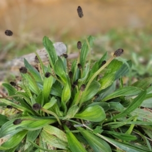 Plantago lanceolata at Bungendore, NSW - 18 Sep 2022 03:32 PM