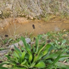 Plantago lanceolata at Bungendore, NSW - 18 Sep 2022