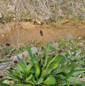 Plantago lanceolata at Bungendore, NSW - 18 Sep 2022 03:32 PM