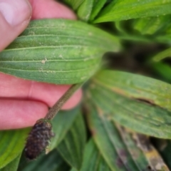 Plantago lanceolata at Bungendore, NSW - 18 Sep 2022 03:32 PM