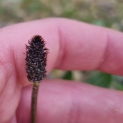 Plantago lanceolata at Bungendore, NSW - 18 Sep 2022 03:32 PM