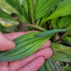 Plantago lanceolata at Bungendore, NSW - 18 Sep 2022 03:32 PM