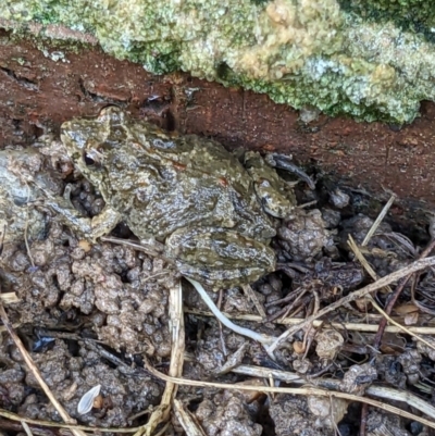 Crinia signifera (Common Eastern Froglet) at Thurgoona, NSW - 19 Sep 2022 by ChrisAllen