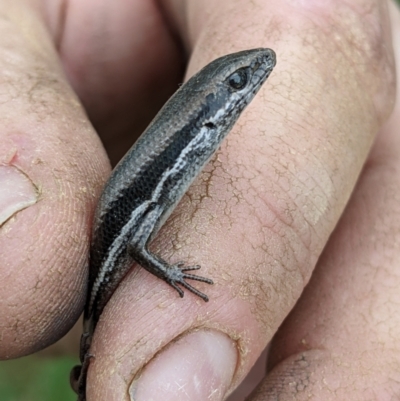 Morethia boulengeri (Boulenger's Skink) at Albury - 18 Sep 2022 by ChrisAllen