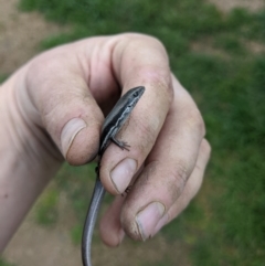 Morethia boulengeri at Thurgoona, NSW - 18 Sep 2022 05:20 PM