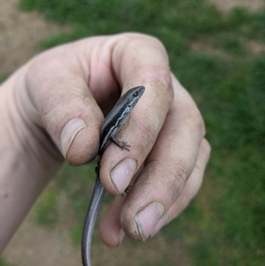 Morethia boulengeri at Thurgoona, NSW - 18 Sep 2022 05:20 PM