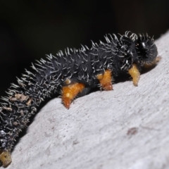 Perginae sp. (subfamily) (Unidentified pergine sawfly) at Acton, ACT - 19 Aug 2022 by TimL