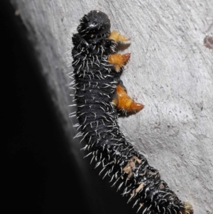 Perginae sp. (subfamily) at Acton, ACT - 19 Aug 2022