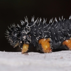 Perginae sp. (subfamily) at Acton, ACT - 19 Aug 2022