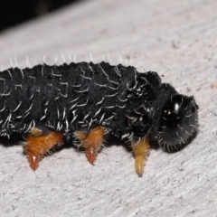 Perginae sp. (subfamily) at Acton, ACT - 19 Aug 2022