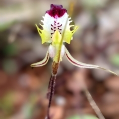 Caladenia sp. aff. atrovespa (inland) at Myall Park, NSW - 17 Sep 2022 by HelenCross