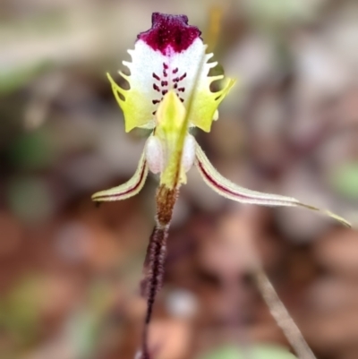 Caladenia sp. aff. atrovespa (inland) at Myall Park, NSW - 17 Sep 2022 by HelenCross