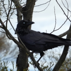 Corvus coronoides (Australian Raven) at Watson, ACT - 18 Sep 2022 by SteveBorkowskis