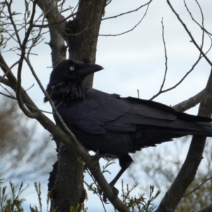 Corvus coronoides at Watson, ACT - 18 Sep 2022