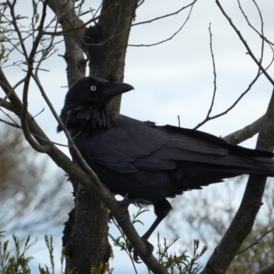 Corvus coronoides (Australian Raven) at Watson, ACT - 18 Sep 2022 by SteveBorkowskis
