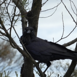Corvus coronoides at Watson, ACT - 18 Sep 2022