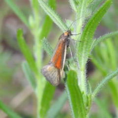 Philobota sp. ANIC115 (black and brown Philobota) by HelenCross