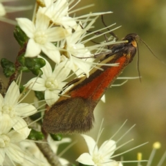 Philobota sp. ANIC115 at Myall Park, NSW - suppressed