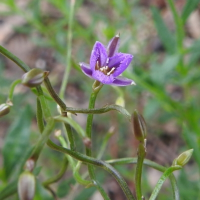 Thysanotus patersonii (Twining Fringe Lily) at Cocoparra National Park - 17 Sep 2022 by HelenCross