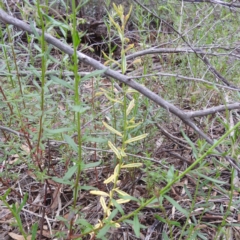 Gonocarpus elatus at Myall Park, NSW - suppressed