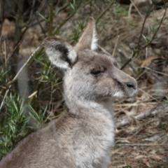 Macropus giganteus (Eastern Grey Kangaroo) at Watson, ACT - 18 Sep 2022 by Steve_Bok