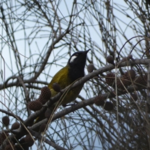 Nesoptilotis leucotis at Watson, ACT - 18 Sep 2022