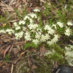 Phebalium obcordatum (Club-leaved Phebalium) at Myall Park, NSW - 17 Sep 2022 by HelenCross