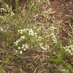 Phebalium obcordatum at Myall Park, NSW - 17 Sep 2022