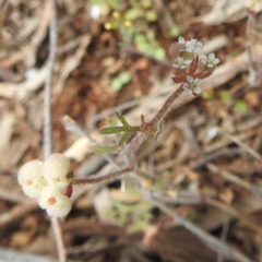 Unidentified Other Wildflower or Herb at Myall Park, NSW - 17 Sep 2022 by HelenCross