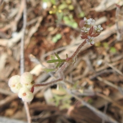 Unidentified Other Wildflower or Herb (TBC) at Myall Park, NSW - 17 Sep 2022 by HelenCross