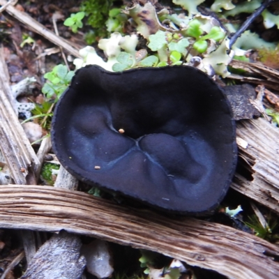 Unidentified Fungus at Cocoparra National Park - 17 Sep 2022 by HelenCross