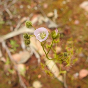 Drosera gunniana at Myall Park, NSW - 17 Sep 2022 03:42 PM