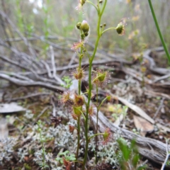 Drosera gunniana at Myall Park, NSW - 17 Sep 2022 03:42 PM