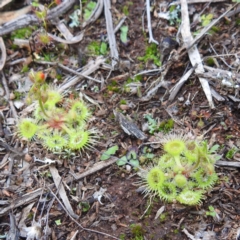 Drosera gunniana at Myall Park, NSW - 17 Sep 2022 03:42 PM