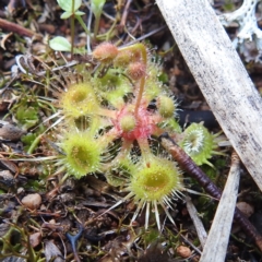 Drosera gunniana at Myall Park, NSW - 17 Sep 2022