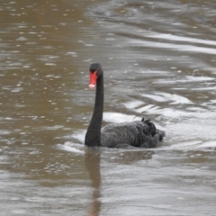 Cygnus atratus (Black Swan) at Dareton, NSW - 14 Sep 2022 by HelenCross